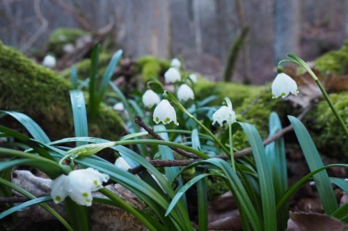 Fruehling Maerzenbecher wandern