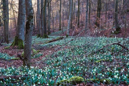 Maerzenbecher bei Bad Ueberkingen