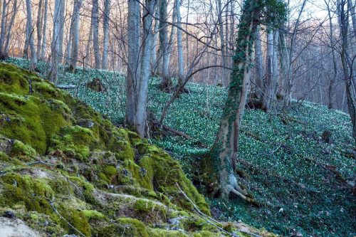 Maerzenbecher und Tuffstein Terrassen Schwaebische Alb