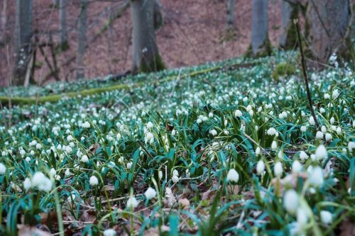Wald- und Wasserweg Bad Ueberkingen