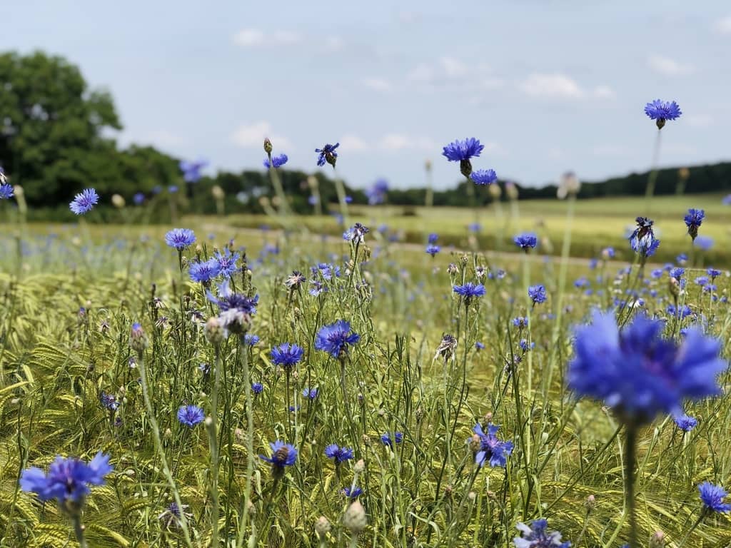 Blumen Feld Schwaebische Alb