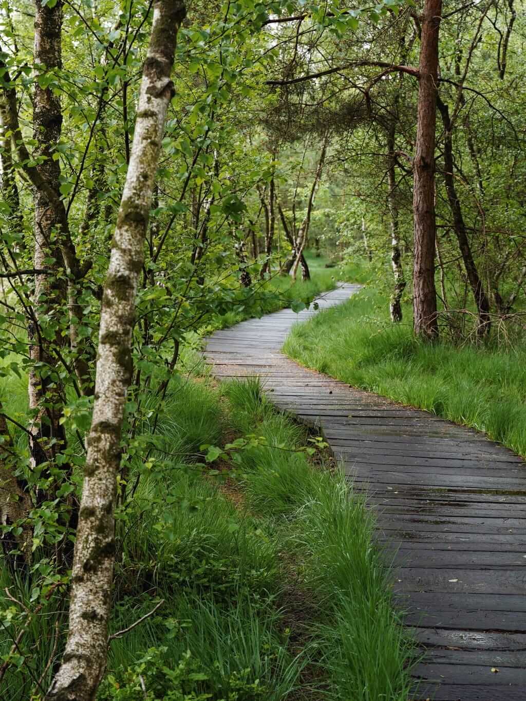 Ein Holzsteg führt durch das Venner Moor, eine schöner Ort in der Natur im Münsterland