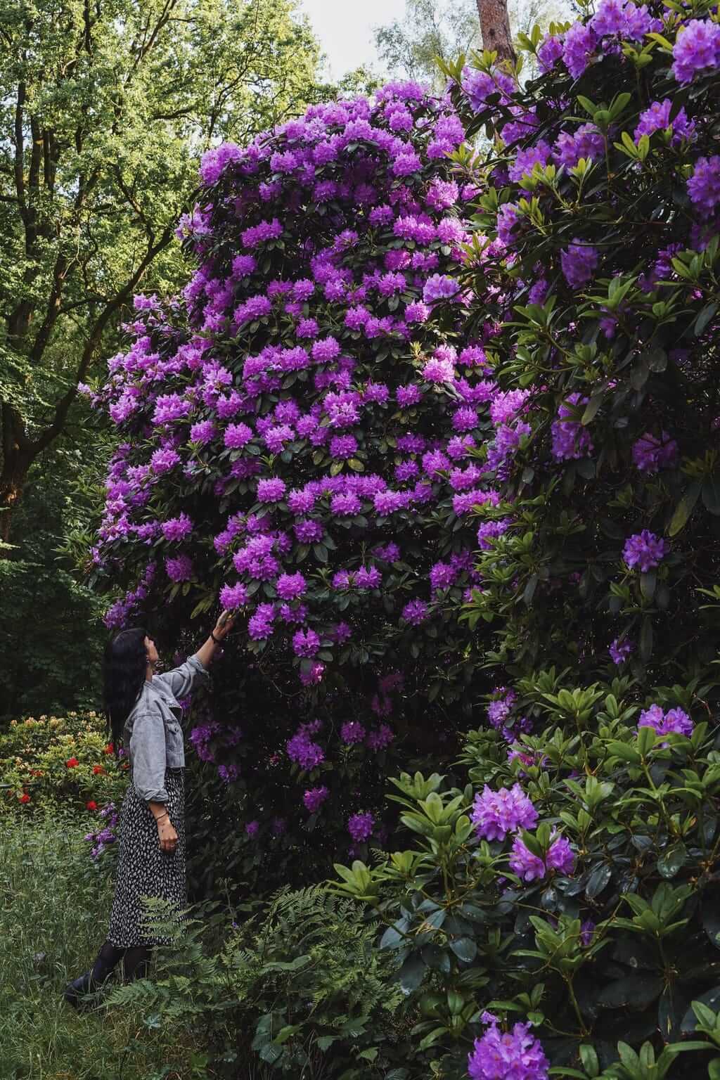 Eine Frau steht vor einem meterhohen, blühenden Rhododendronbusch in einem Wald im Münsterland