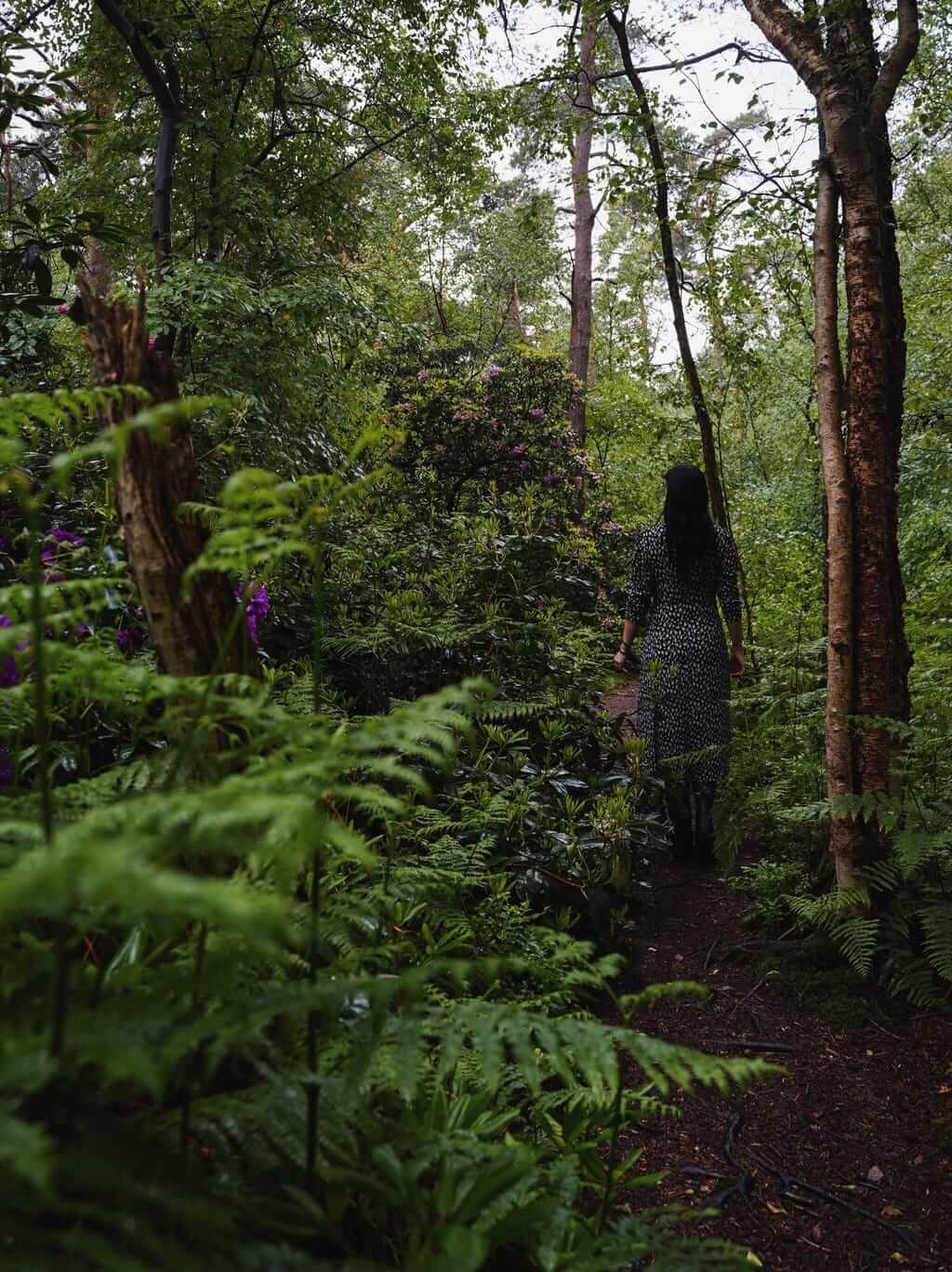 Üppiger Wald im Venner Moor bei Senden im Münsterland