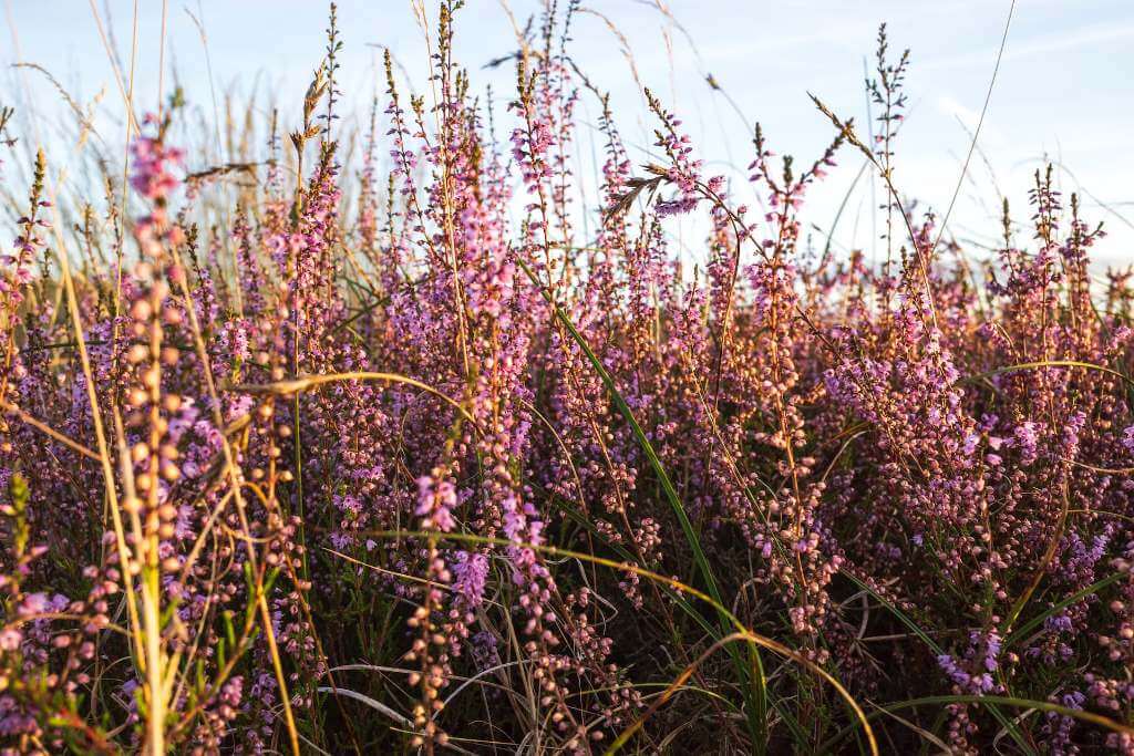 Blühende Heide in der Veluwe